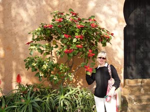 Rabat, Andalusian Gardens, poinsettia tree, Morocco