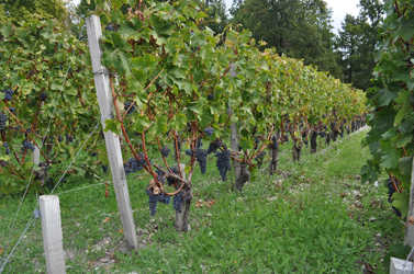 Grapes ready at Chateau Lascombes, Medoc, France. Photo by David Wineberg