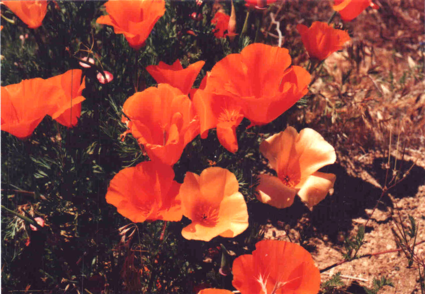 California poppies