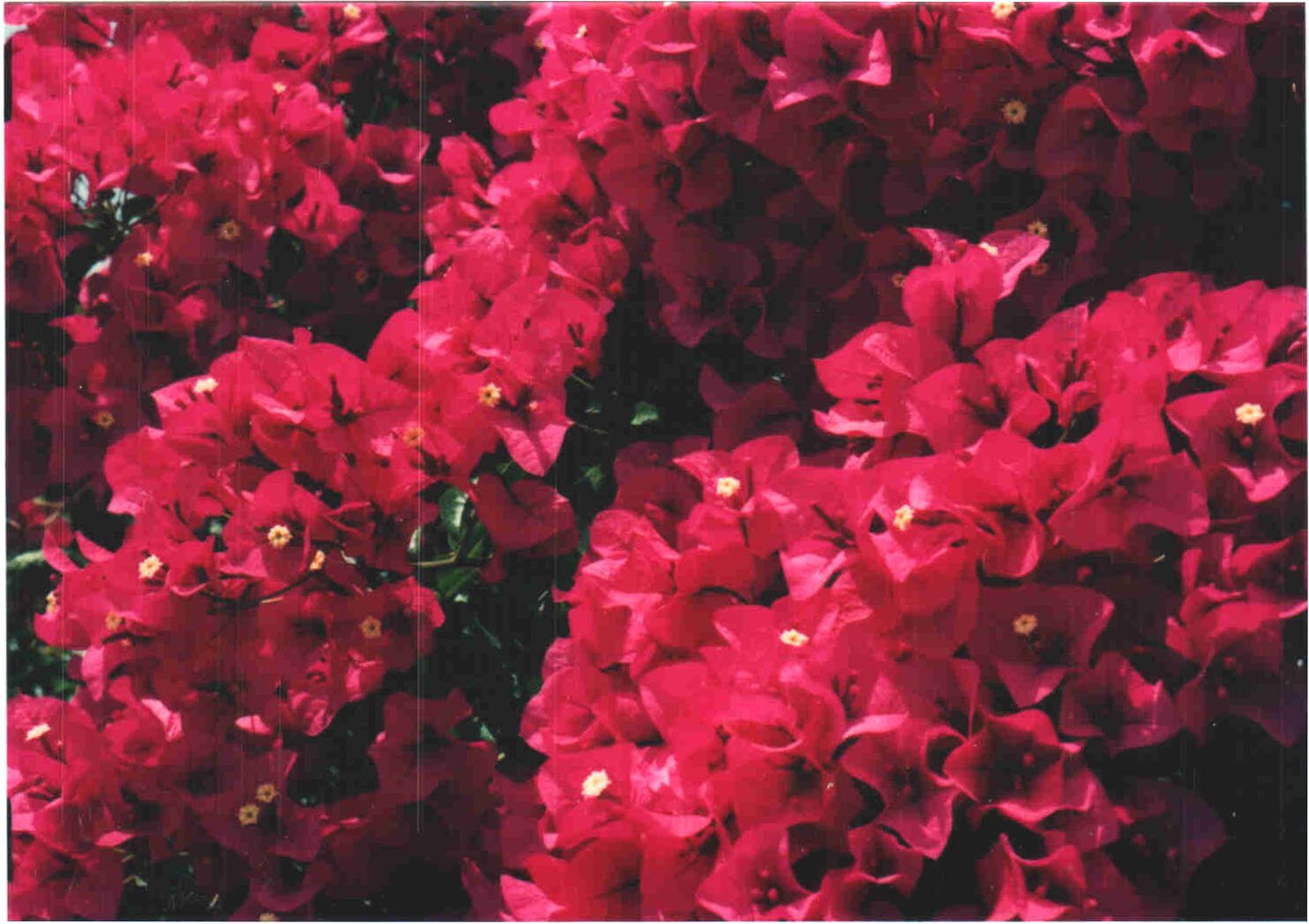 Bougainvillea