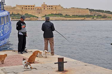 Feral cats surrounding fisherman, Valletta, Malta. Photo by David Wineberg