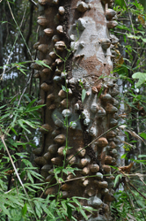 Knobby tree, Parque Metropolitano Panama City, Panama